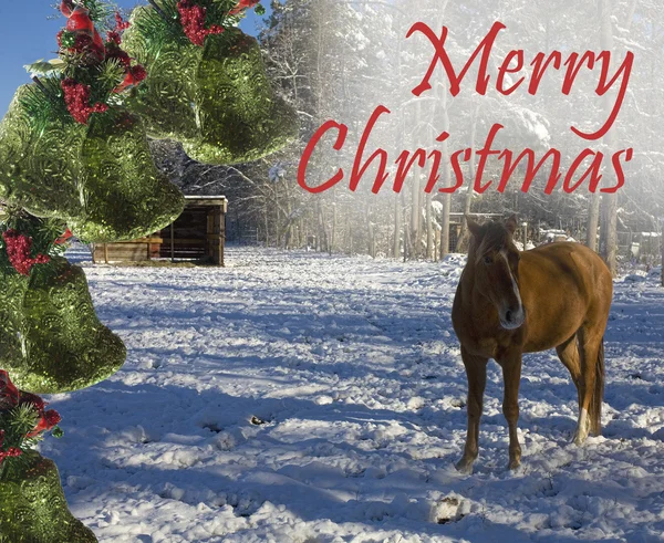 Snøhvit hest til jul – stockfoto