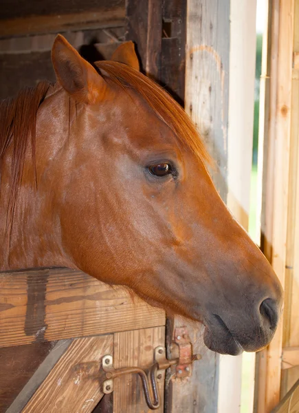 Ló támaszkodva a kapu — Stock Fotó
