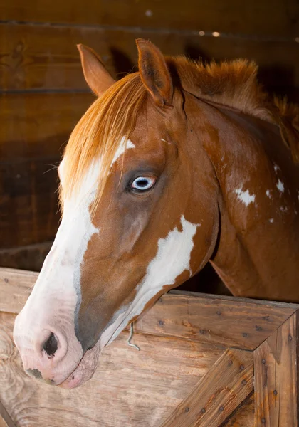 Neugieriges Pferd im Stall — Stockfoto