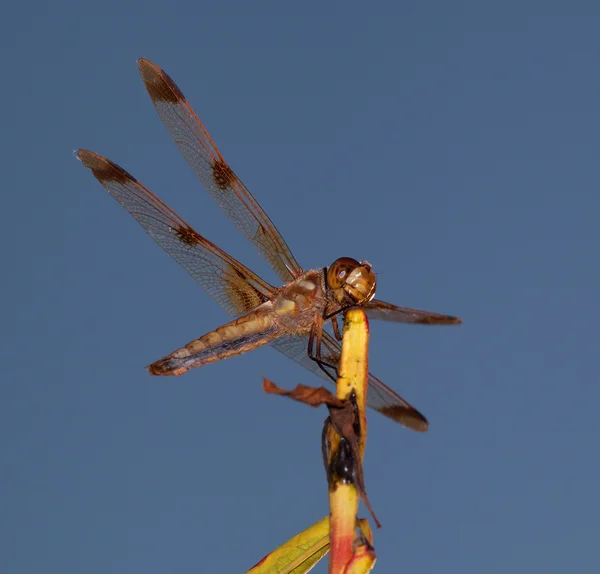 Dragonfly looking for food — Stock Photo, Image