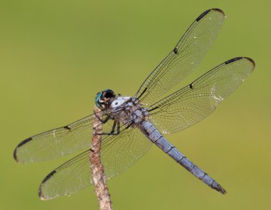 Bir çubuk üzerinde hasta yusufçuk