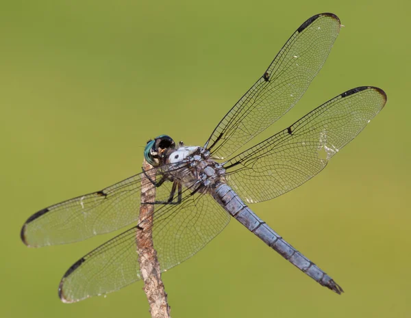 Bir çubuk üzerinde hasta yusufçuk