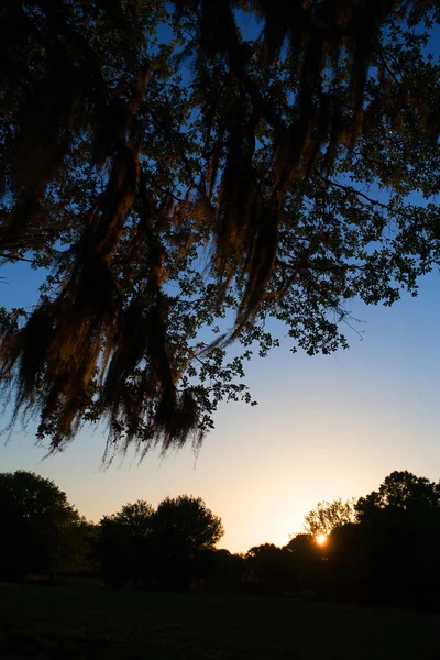 Florida Sonnenuntergang mit Baumsilhouetten — Stockfoto