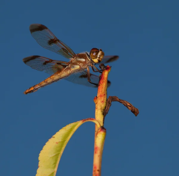 Dragonfly on a branch — Stock Photo, Image