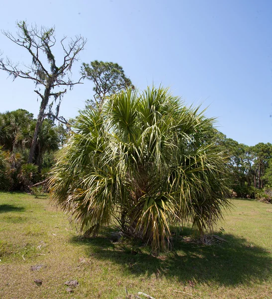Дерево пальми у Флориді — стокове фото