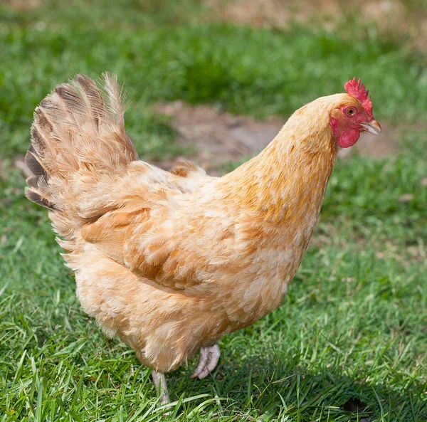 Posando pollo naranja — Foto de Stock