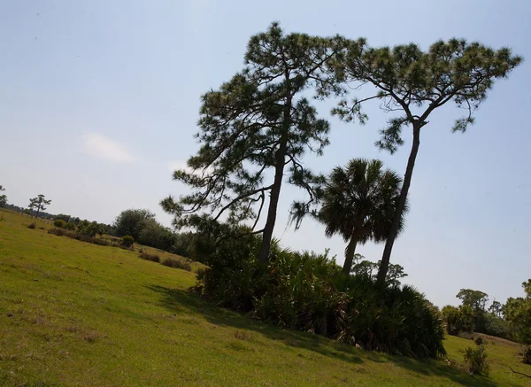 Baumstand in Florida — Stockfoto