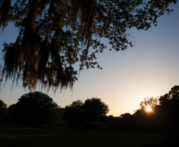 Florida alacakaranlık ve ağaç siluetleri — Stok fotoğraf