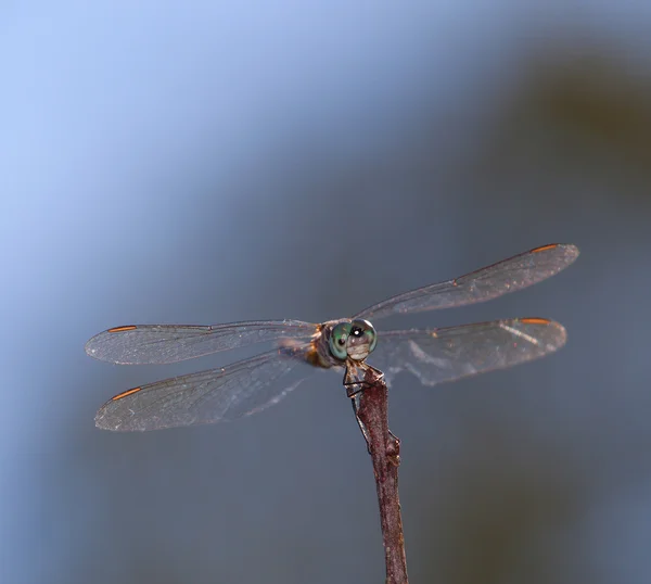 Depredador volador esperando una comida — Foto de Stock