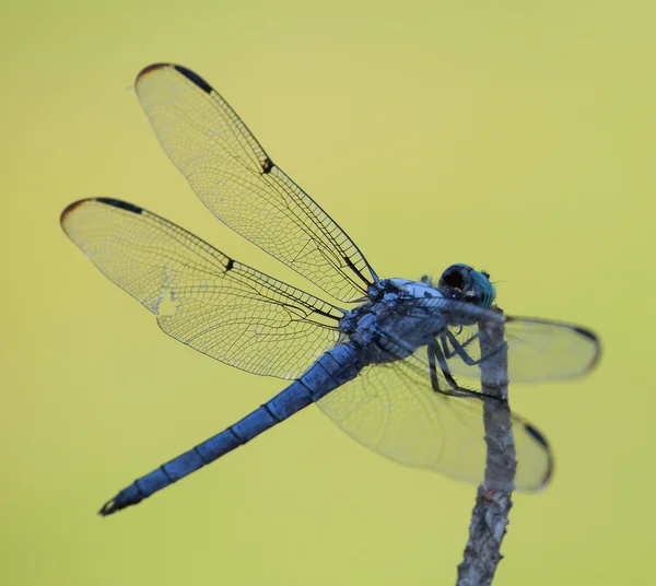 Backside view of a dragonfly — Stock Photo, Image