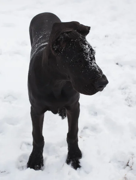 Snowy gran cara danesa —  Fotos de Stock