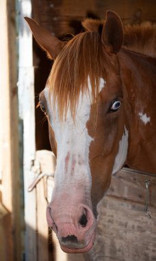 Bir ahırda göze batan at