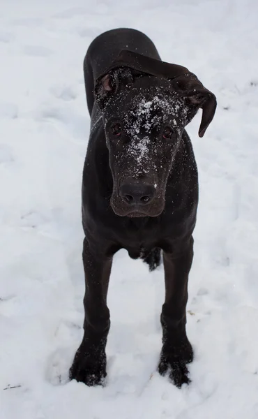 Great Dane winter chill — Stock Photo, Image