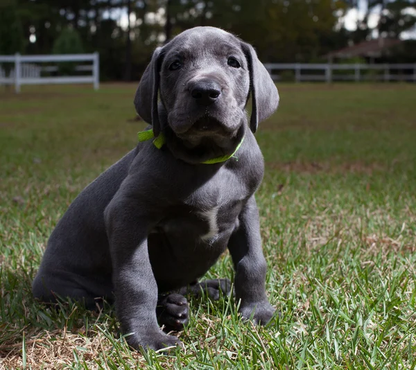 Piccolo cucciolo di alano — Foto Stock