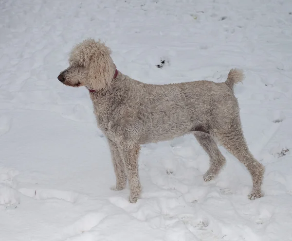 Caniche na neve — Fotografia de Stock