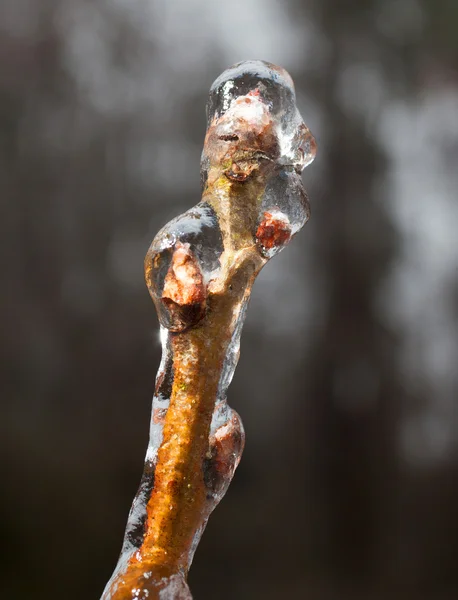 Ijzige toppen op een boom — Stockfoto