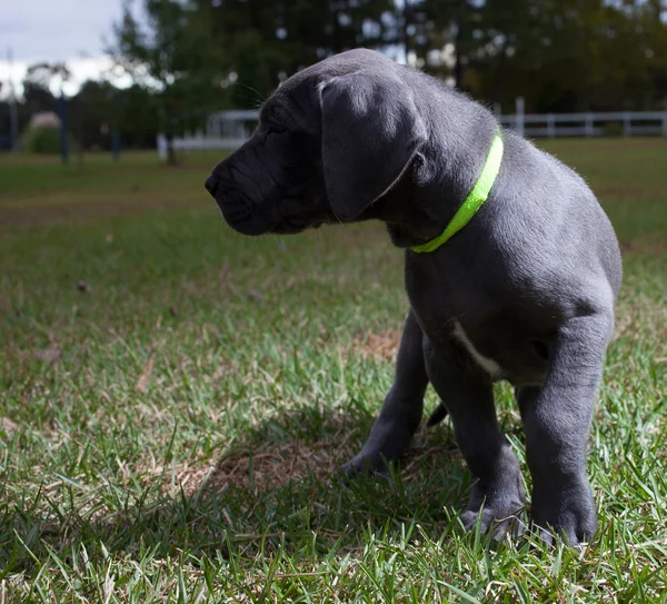 Great Dane puppy looking away — Stock Photo, Image