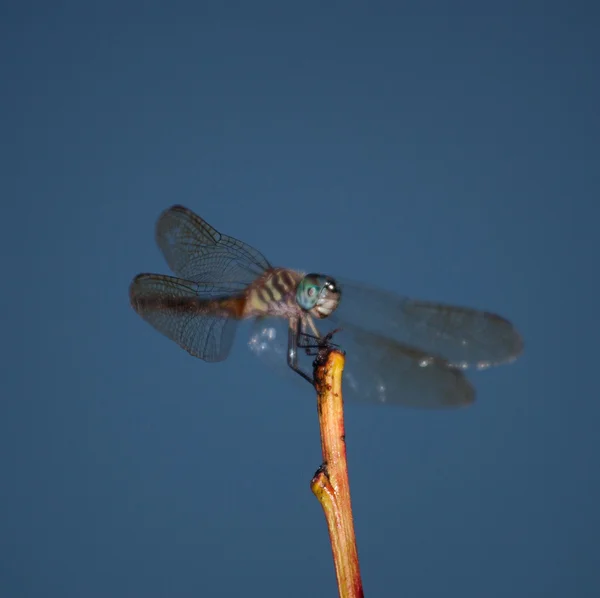 Olhos azuis em uma libélula — Fotografia de Stock