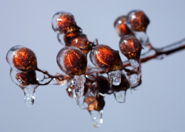 Buz sarkıtları ağaçta şekillendirme