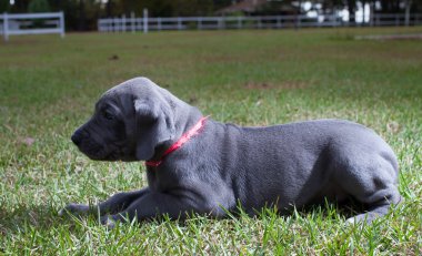 Tembel Danua köpek yavrusu