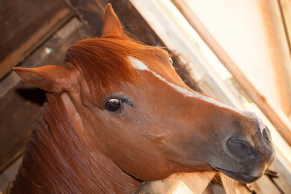 Egy pajtában meglepett ló — Stock Fotó