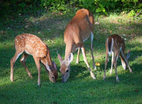 Famille des cerfs affamés — Photo