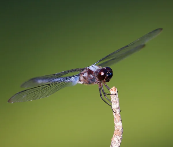 Μεγάλο dragonfly αναμονή — Φωτογραφία Αρχείου