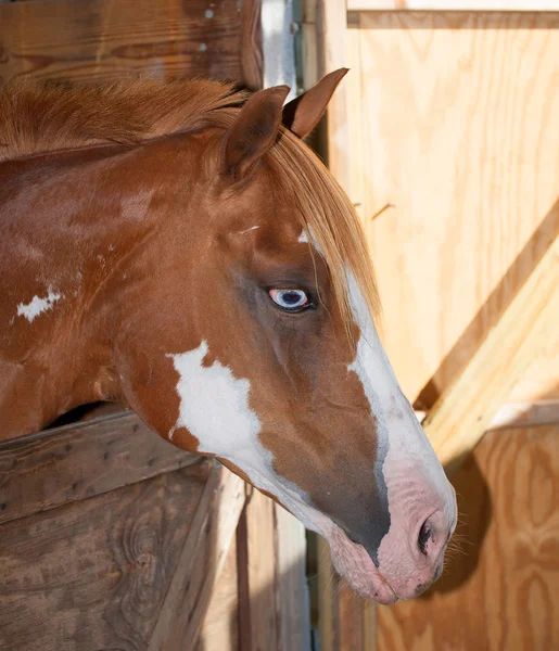 Szomorú ló egy bódé — Stock Fotó