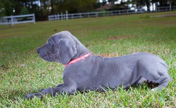 Posing Great Dane puppy — Stock Photo, Image