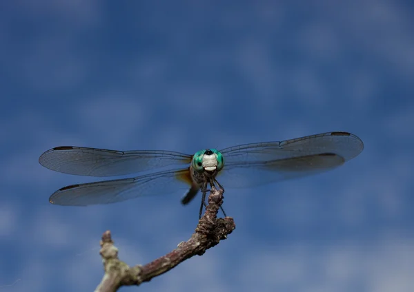 Vista frontale di una libellula — Foto Stock