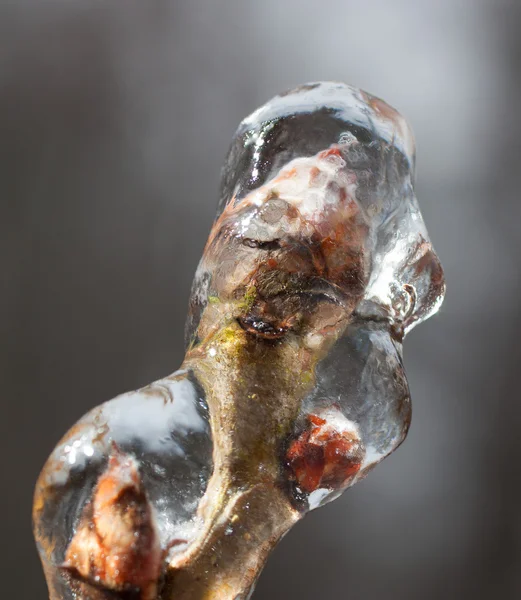 Frozen tree bud — Stock fotografie