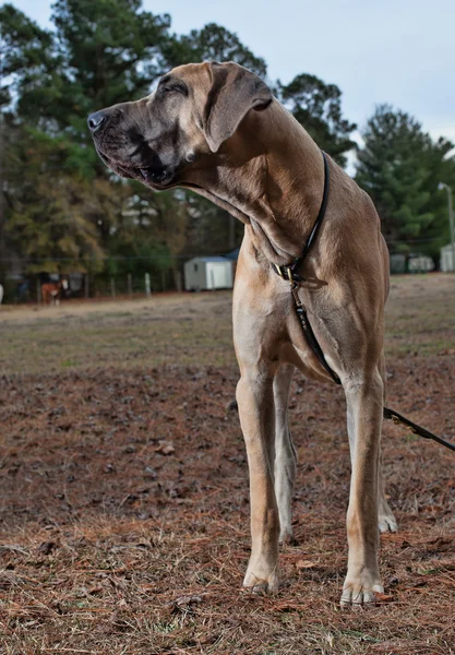 Beige Great Dane — Stockfoto