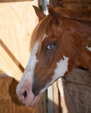 At kötü bir göz veren