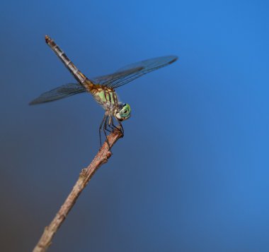 Yusufçuk av--dan bir dal