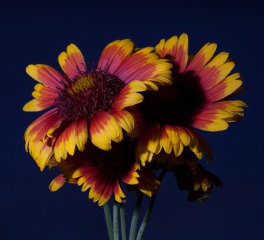 Alacakaranlıkta çiçek çiçeklenme