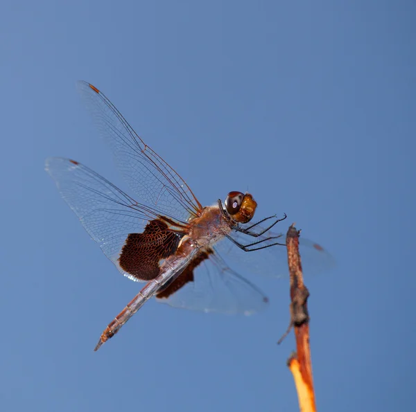 Dragonfly gewoon aanraken omlaag — Stockfoto