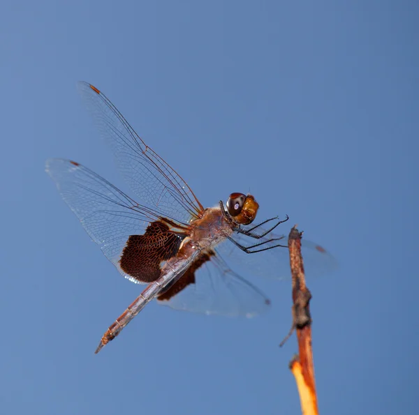 Libellula appena toccando giù — Foto Stock