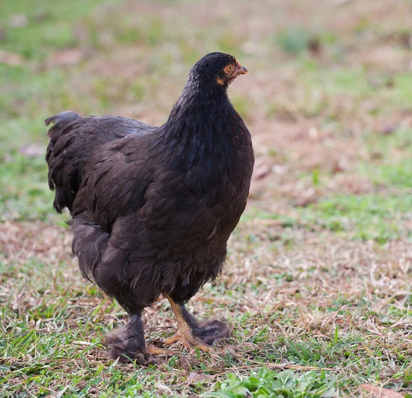 Gallina de pollo negro — Foto de Stock