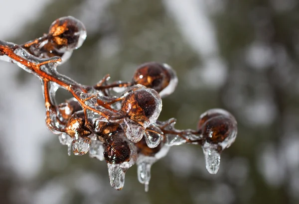 얼음 물방울 전구 — 스톡 사진