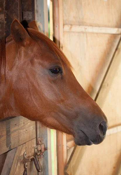 Caballo marrón en un puesto —  Fotos de Stock