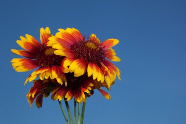 Gökyüzü parlak çiçek