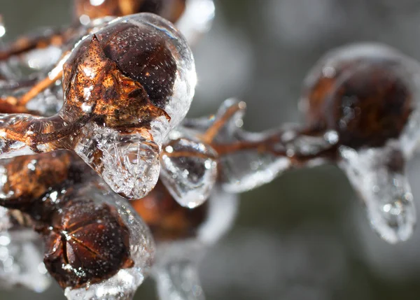 Albero invernale coperto di ghiaccio — Foto Stock