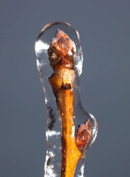 Холодное дерево со льдом — стоковое фото