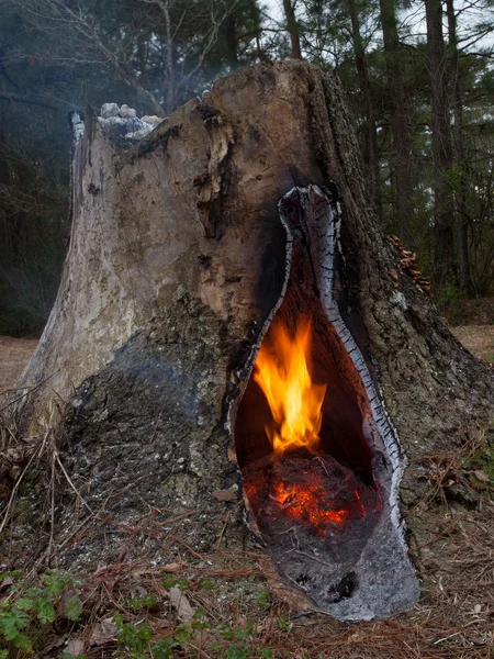 Mindre brand i en stubbe — Stockfoto