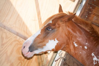 Bekleyen onun ahır hortum