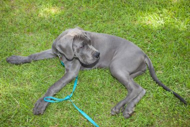 Yorgun Danua köpek yavrusu