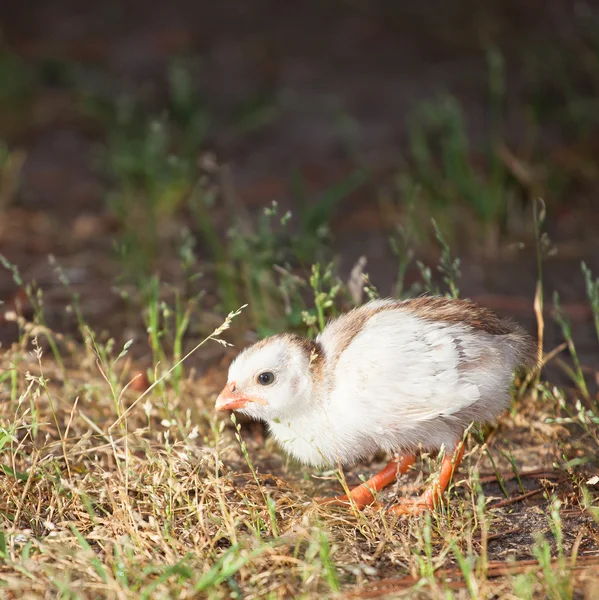 Baby chick outside — Stock fotografie