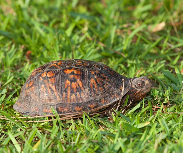 Tartaruga assustada na grama — Fotografia de Stock