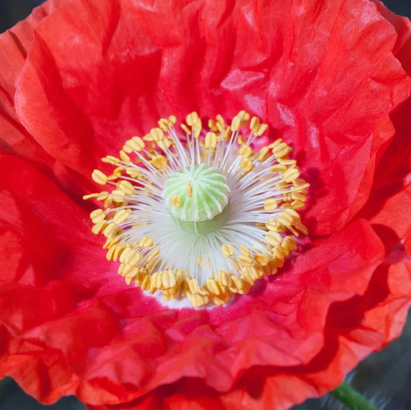 Papaver die heeft bloeide — Stockfoto