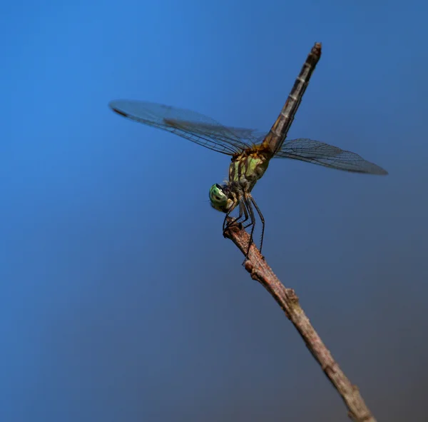 Bugg dödande dragonfly — Stockfoto